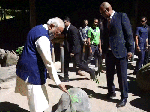 PM मोदी ने सेशेल्स में कछुओं को पत्तियां खिलाईं, VIDEO:256 साल पहले 5 भारतीय रहने पहुंचे थे; अब हर 8वां नागरिक भारतवंशी